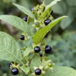 Nachtschattenlähmung