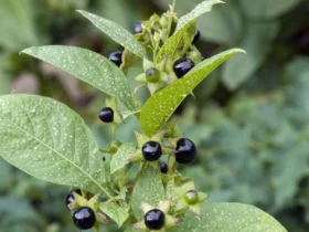 Nachtschattenlähmung