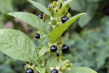 Nachtschattenlähmung