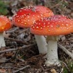 Fliegenpilz-Honig