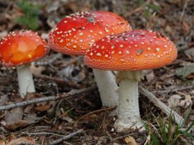 Fliegenpilz-Honig