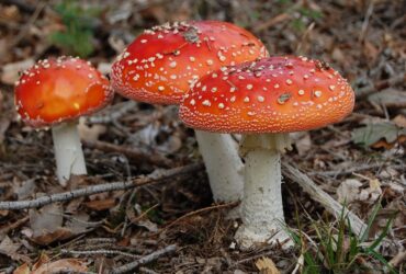 Fliegenpilz-Honig