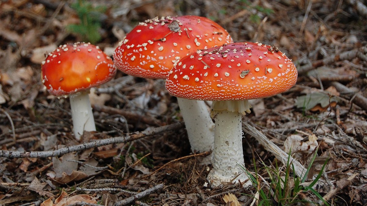Fliegenpilz-Honig